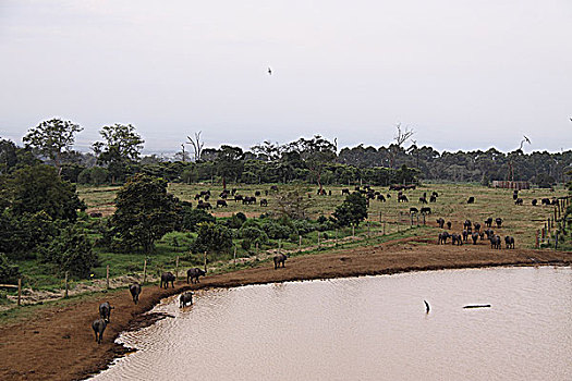 肯尼亚非洲水牛-树顶旅馆水牛群饮水
