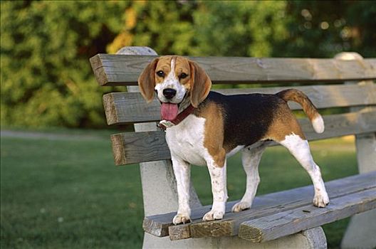 小猎犬,狗,站立,公园长椅