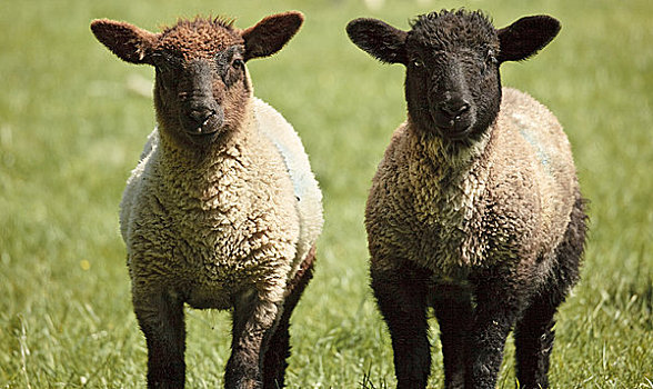 英格兰,德贝郡,希望,两个,羊羔,站立,并排