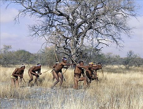 带,靠近,羚羊,弓,箭,就绪,局部,南非,原住民,知识,自然