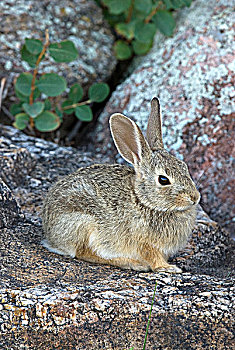 东部棉尾兔,坐,花冈岩,漂石,卡斯特州立公园,南达科他,美国