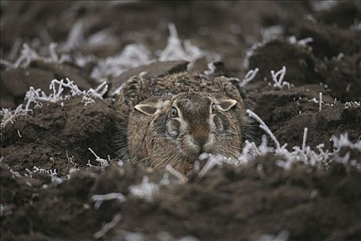 欧洲野兔,棕兔,坐,犁沟,霜冻,地点