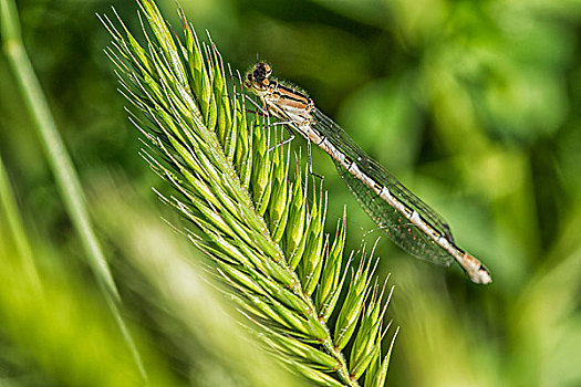 蜻蛉,冰草,草原国家公园,萨斯喀彻温,加拿大