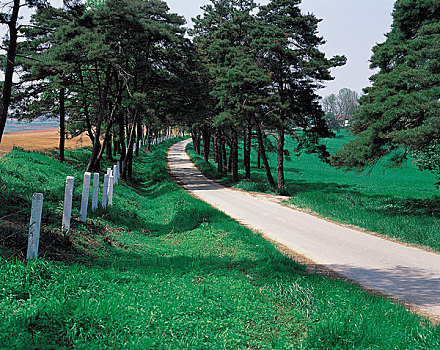 荫凉,树,道路