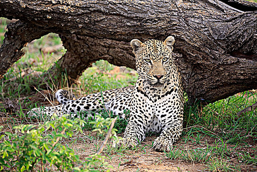 豹,成年,躺着,地面,专注,看,沙子,禁猎区,克鲁格国家公园,南非,非洲