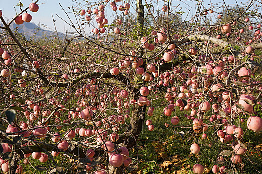 红苹果挂满枝头惹人爱怜,美丽乡村果园成摄影师网红打卡地