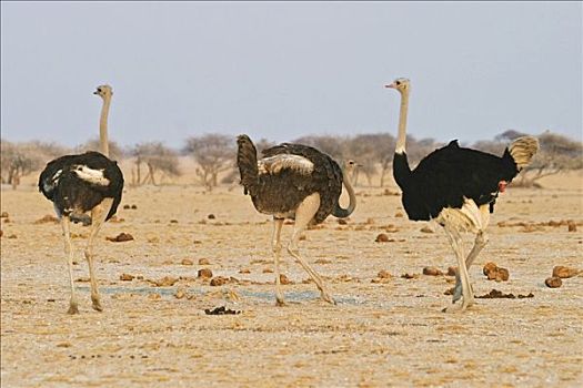 鸵鸟,鸵鸟属,求爱,雌性,博茨瓦纳,非洲