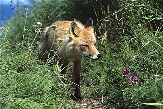 红狐,狐属,走,小路,草,夏天,布里斯托湾,白令海,阿拉斯加