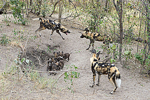 非洲野狗,非洲野犬属,幼仔,巢穴,北方,博茨瓦纳