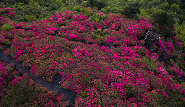 航拍麻城龟峰山杜鹃花海