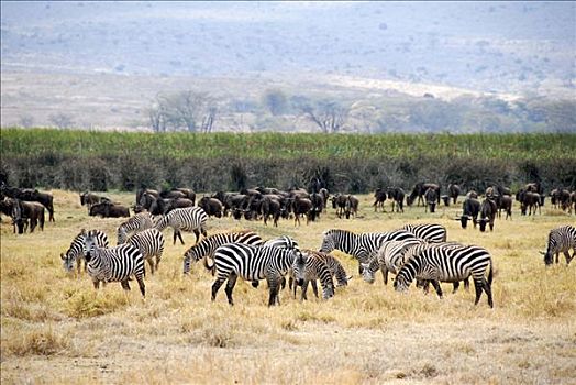 牧群,斑马,马,蓝色,角马,干燥,草地,恩戈罗恩戈罗火山口,坦桑尼亚
