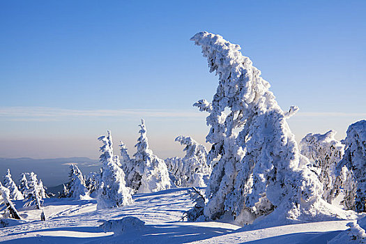 冷杉,积雪,布罗肯,萨克森安哈尔特,德国