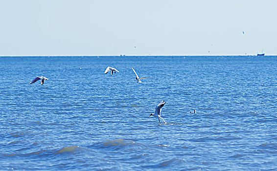 海鸟海鸥