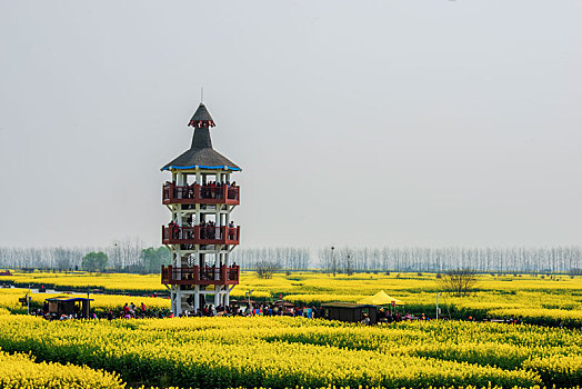 江苏,兴化,油菜花