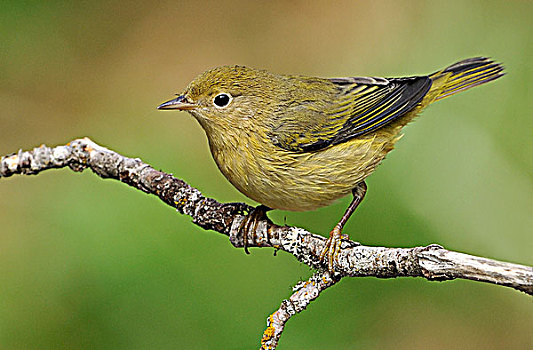 鸣禽,栖息,维多利亚,温哥华岛,不列颠哥伦比亚省,加拿大