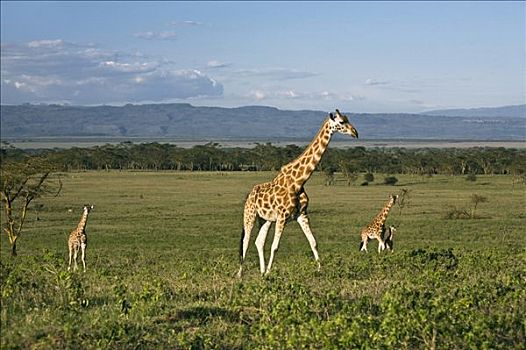 肯尼亚,纳库鲁湖国家公园,罗特希尔德,长颈鹿