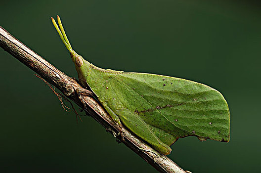蝗虫,模仿,叶子,巴戈国家公园,沙捞越,婆罗洲,马来西亚