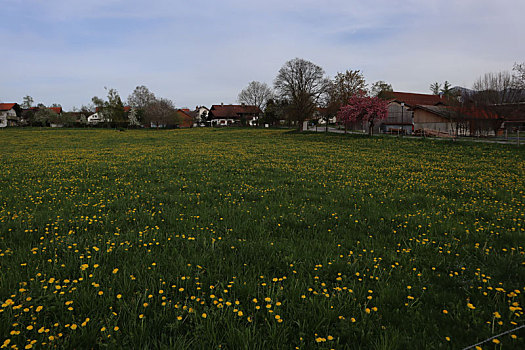 murnau