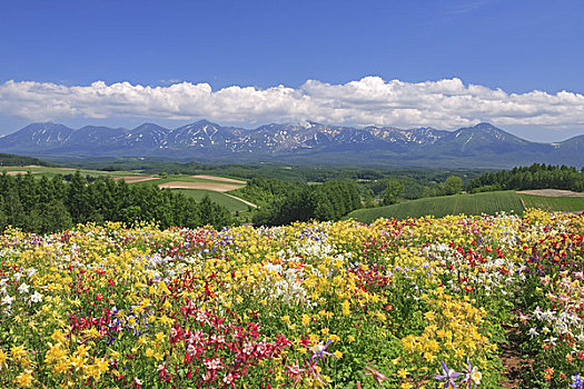 山,山脉,耧斗菜