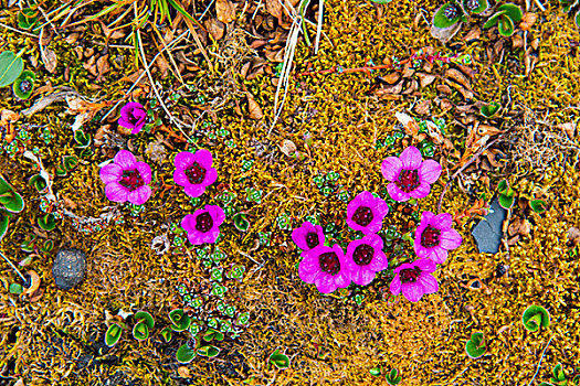 挪威,斯瓦尔巴特群岛,露营,紫色,虎耳草属植物