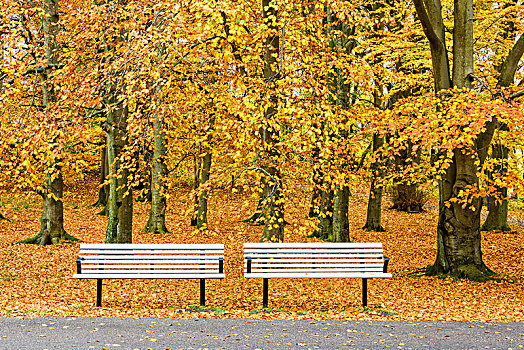 长椅,秋天,公园
