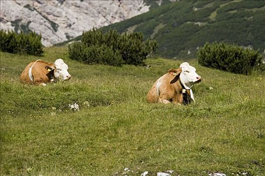 母牛,草场,白云岩,意大利阿尔卑斯山,意大利,欧洲