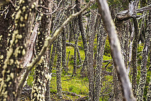 苔藓,树林,树干,洛斯格拉希亚雷斯国家公园,巴塔哥尼亚,智利