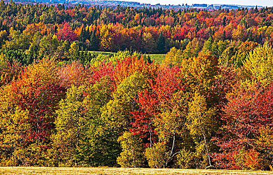 秋色,树,牧草场,东方镇,魁北克,加拿大,北美