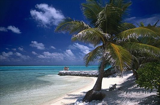 绿色,棕榈树,蓝天,蓝绿色海水,白沙,夏天,岛屿,乡村,北方,马累环礁,马尔代夫,印度洋