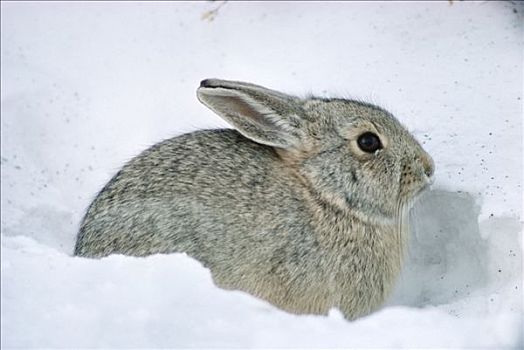 棉尾兔,兔子,雪中,南达科他