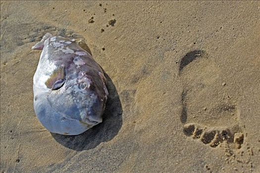 脚印,靠近,海滨,河豚,海滩