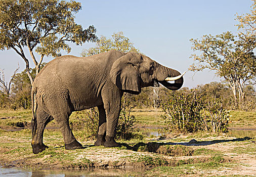 非洲,大象,乔贝国家公园,博茨瓦纳