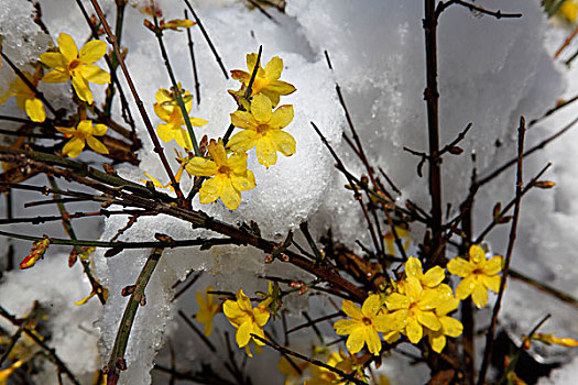 迎春花,雪