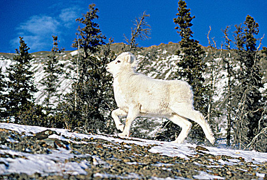 野大白羊,羊羔,白大角羊,冬天,克卢恩国家公园,育空,加拿大