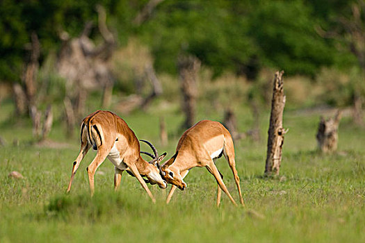 黑斑羚,莫雷米禁猎区,奥卡万戈三角洲,博茨瓦纳