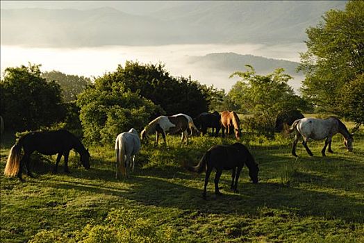 野马,放牧,大萨索山,意大利,欧洲