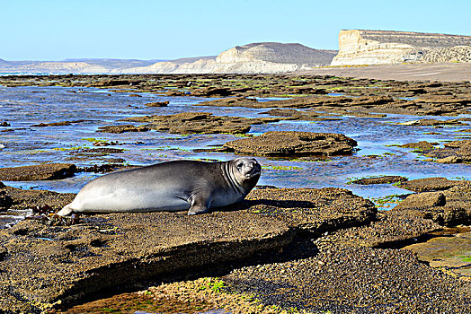 象海豹,躺着,石头,水,阿根廷,南美
