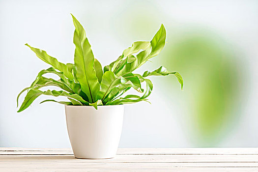 绿色植物,白色,花盆,木质,书桌