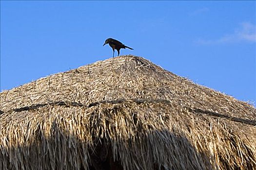 仰视,乌鸦,栖息,茅草屋顶,坎昆,墨西哥