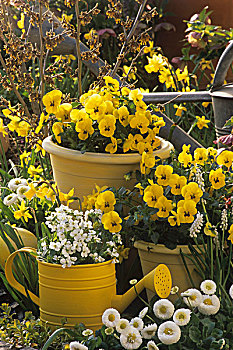 黄色,堇菜属,白色,雏菊属,花园