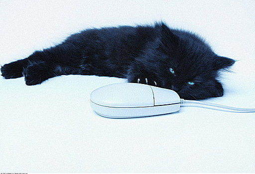 猫,电脑鼠标