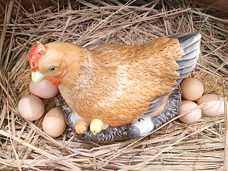 鸡蛋,母鸡抱窝