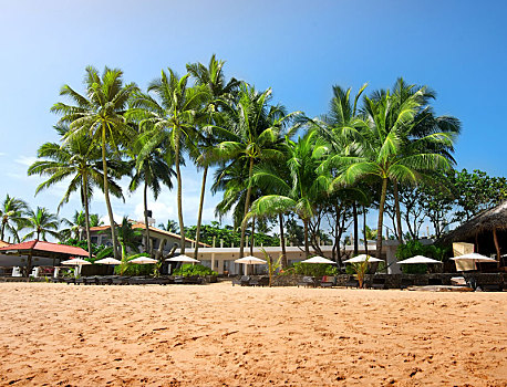 棕榈树,海滨地区