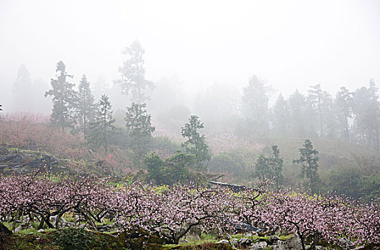 桃花景色