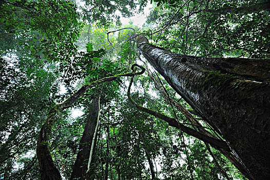 低地,雨林,室内,沙巴,丹浓谷保护区,婆罗洲,马来西亚