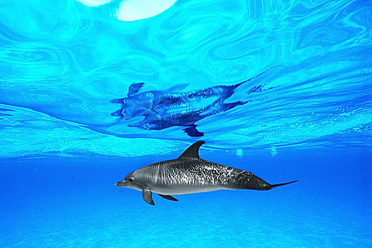 水下视角,斑海豚,巴哈马