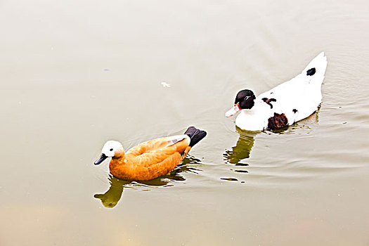 湖中的鸭子