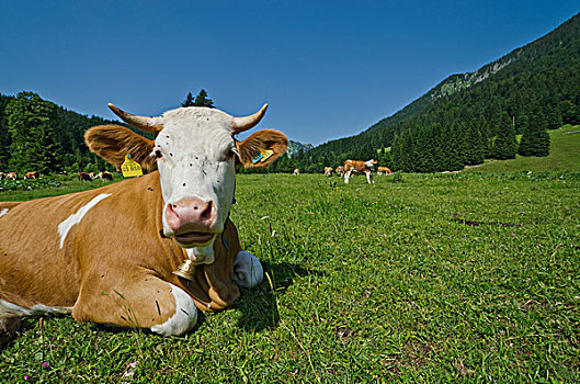 母牛,草地,湖,巴伐利亚,德国,欧洲