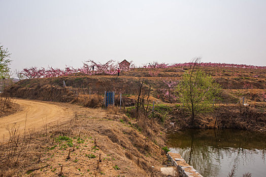 山东蒙阴桃花