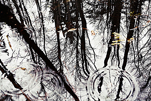 树梢,镜子,水,瑞典